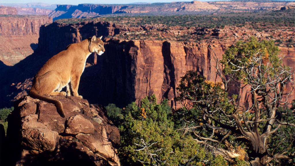Cougar