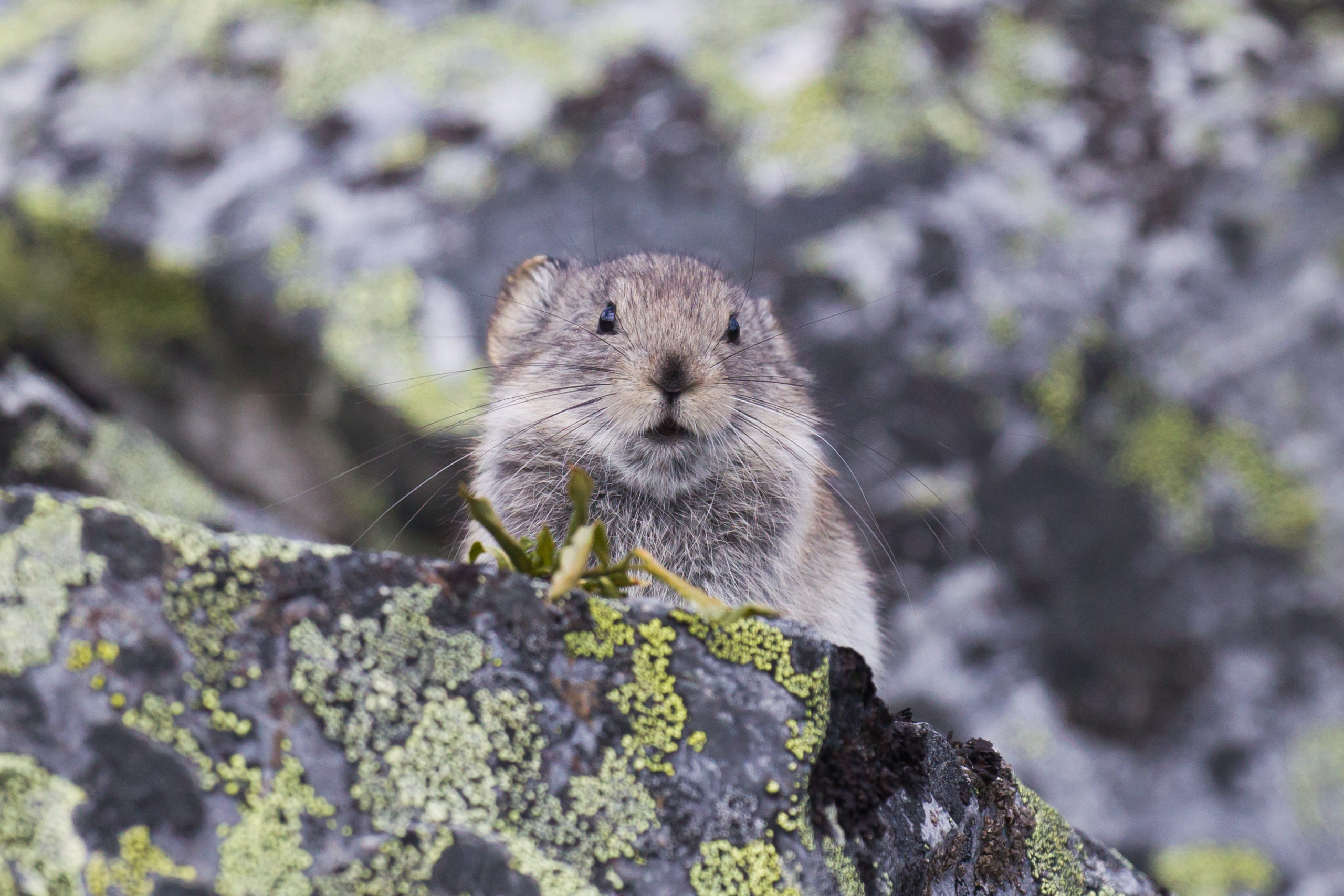 Collared Pika