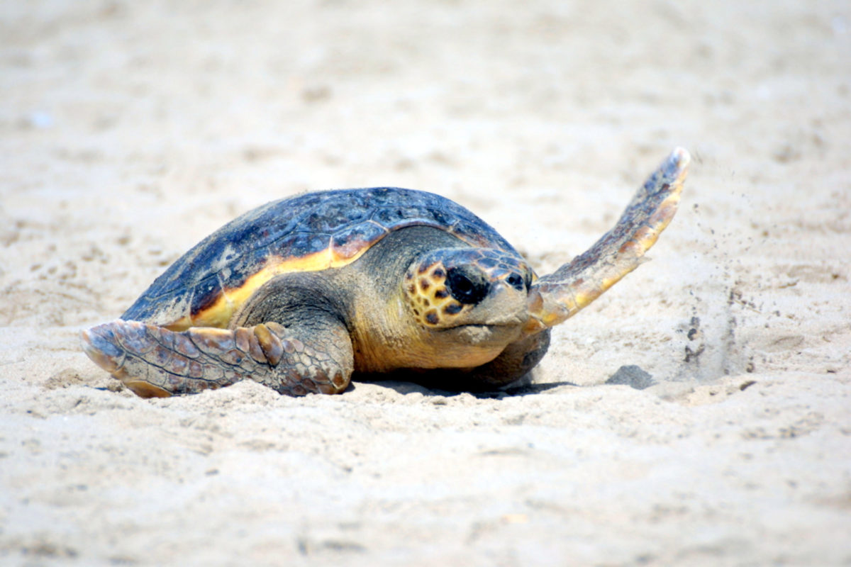 Released Loggerhead turtle crossing beach to the Mediterranean Sea. 