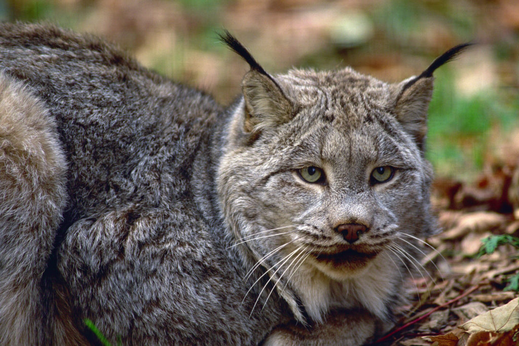 Close up of a Canadian lynx