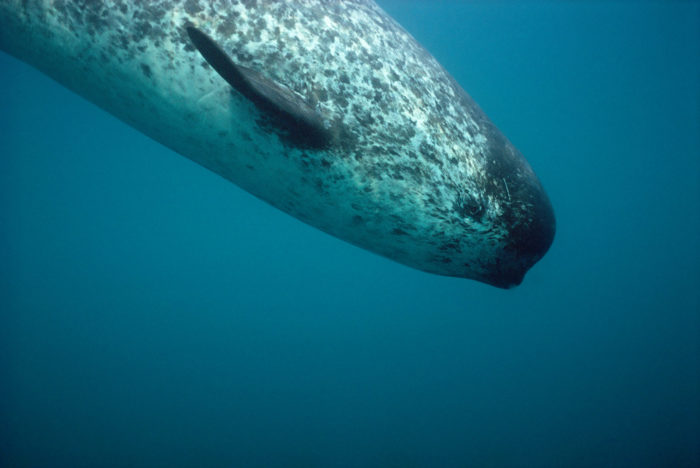 Female narwhal in the Canadian Arctic