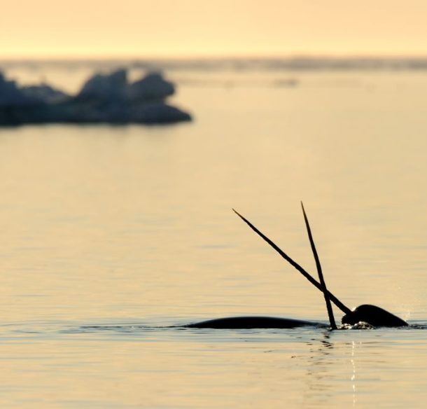 Deux narvals croisent leurs défenses au coucher du soleil, près de l'Ile de Baffin, Nunavut.