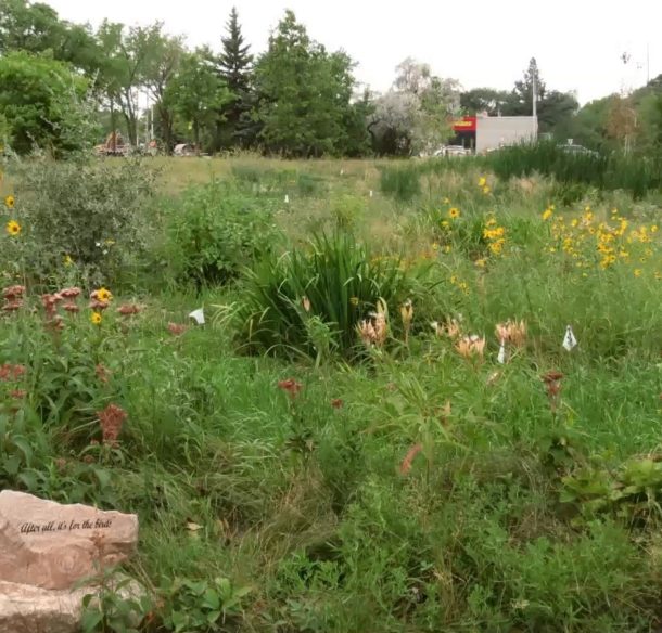 Niaka Trail Rain Garden