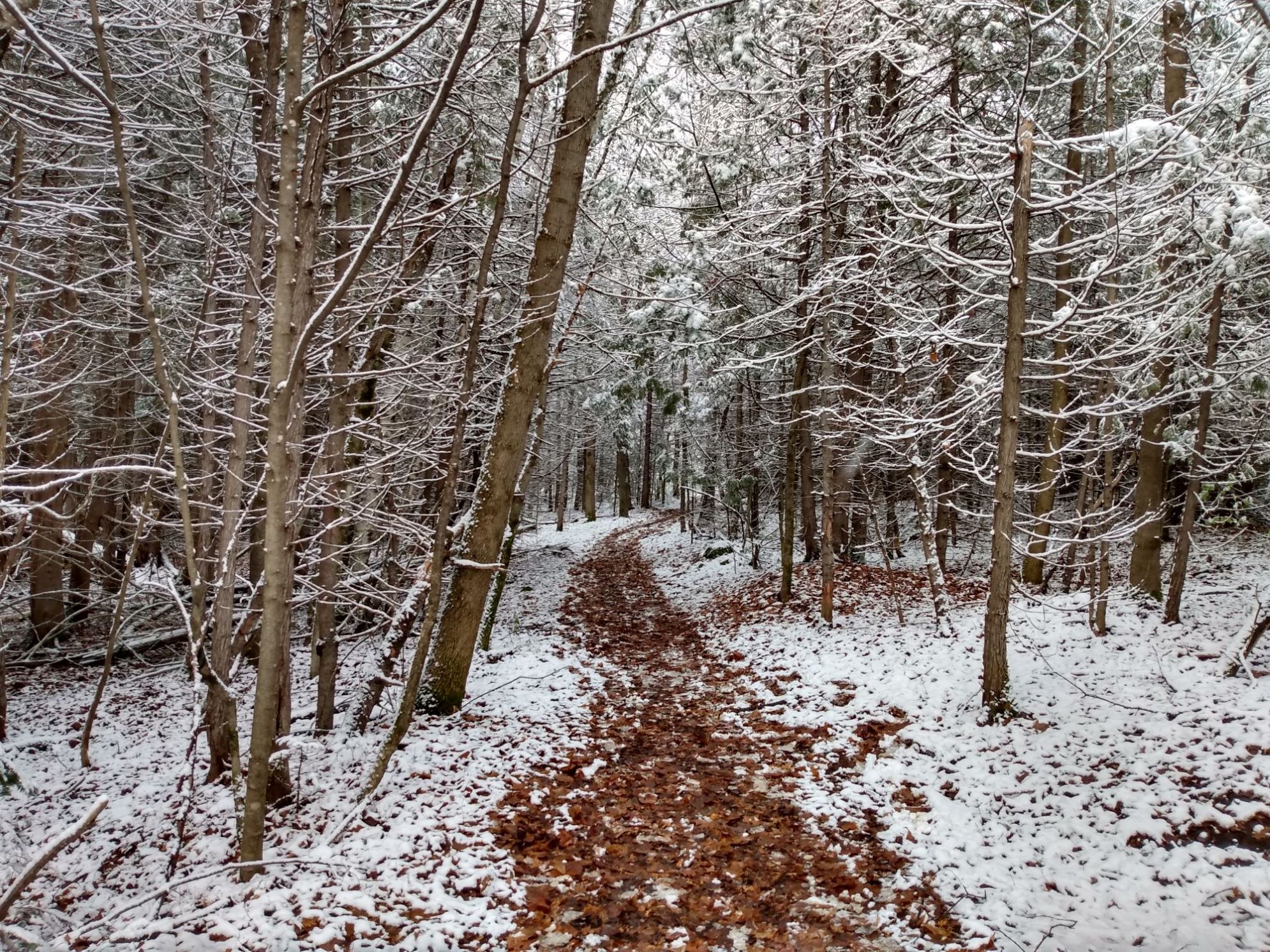 Forêt Boucher