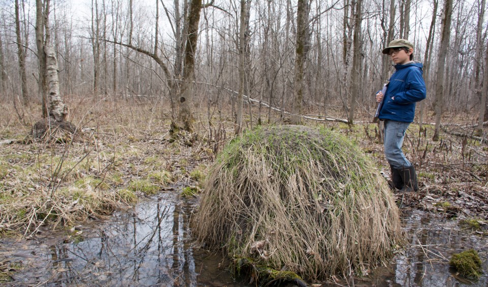 A child stands near a waist-high grass-covered mound in a wet woodland.