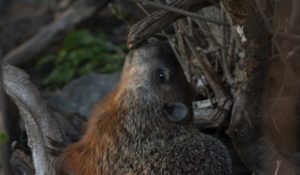 A groundhog looks upward, reaching towards a stick.