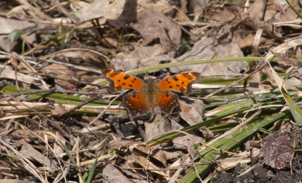 Eastern comma butterfly resting on leaf litter.