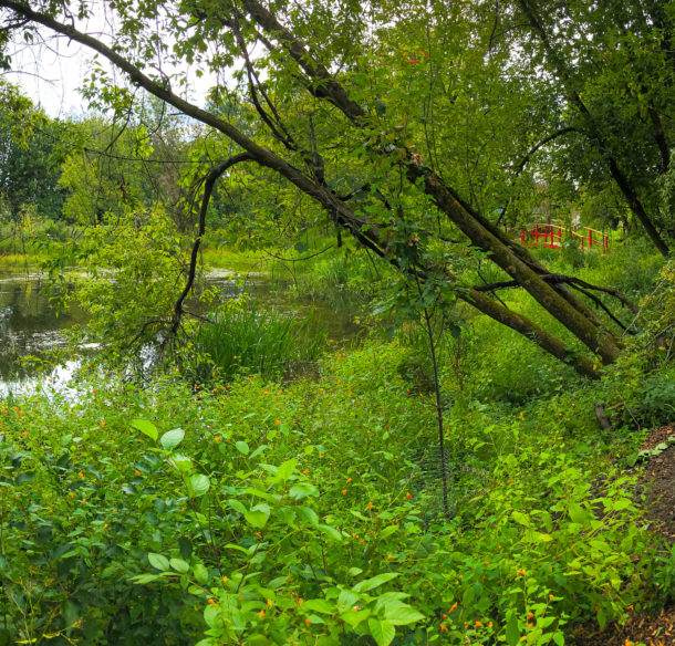 étang Roger-Paquet, Victoriaville