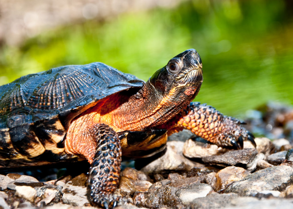 Wood Turtle on rocks