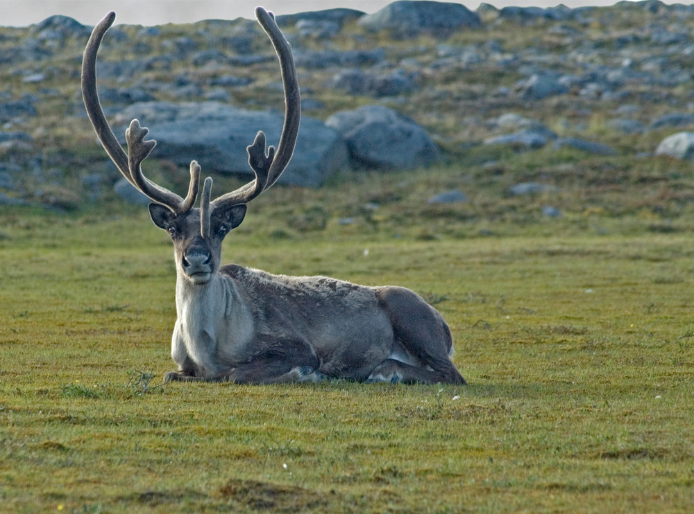 Caribou, Territoires du Nord-Ouest, Canada