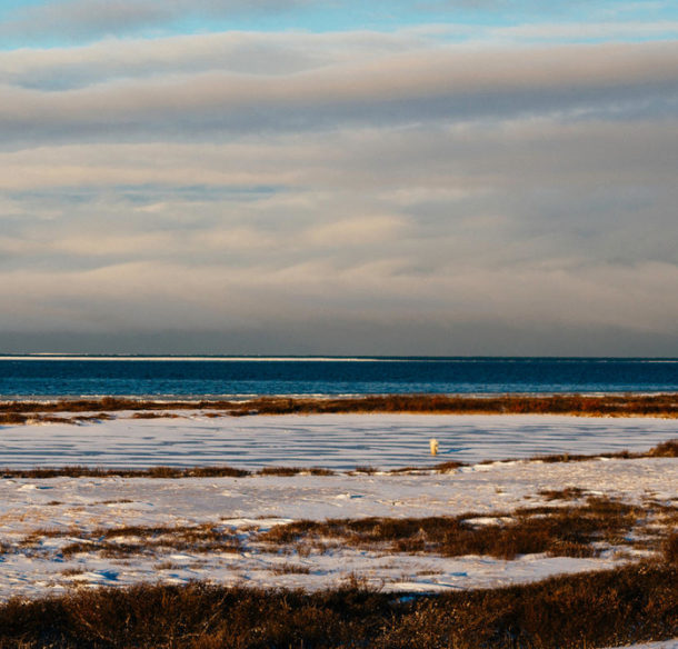 Polar bear crosses frozen lake in front of unfrozen Hudson Bay during a late sunrise near Churchill, Canada © Elisabeth Kruger / WWF US