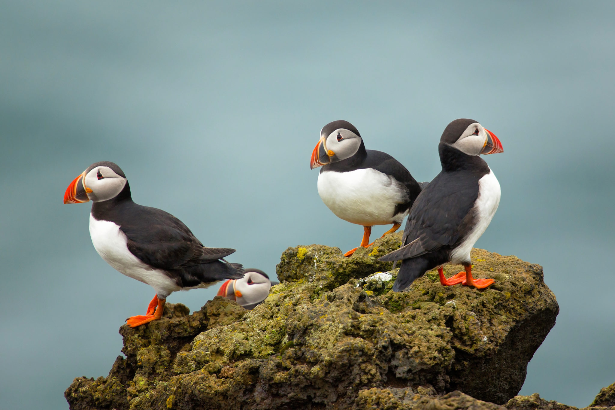 Atlantic Puffin