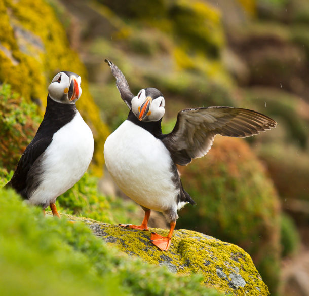 Atlantic Puffins on a rock