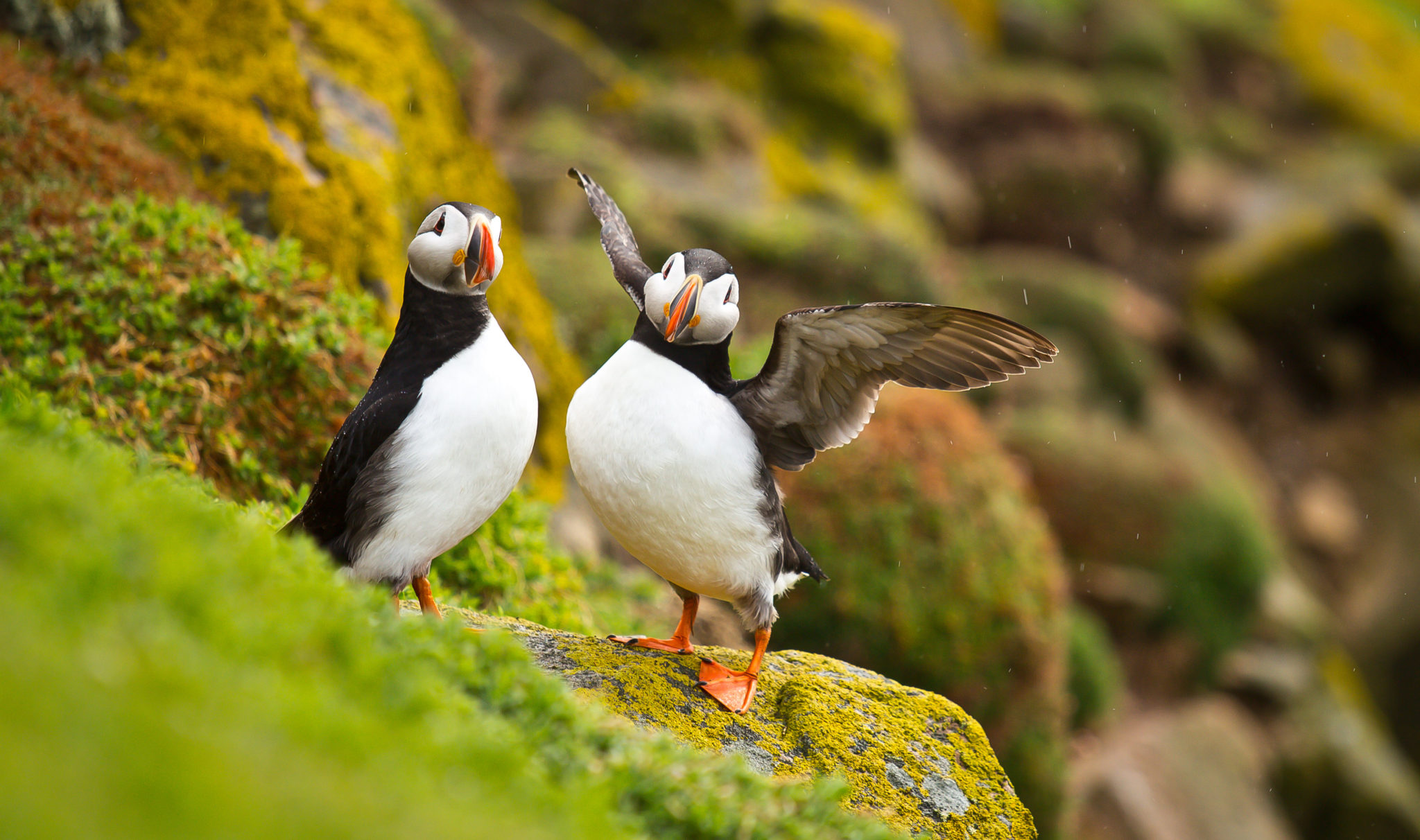 birds on a rock