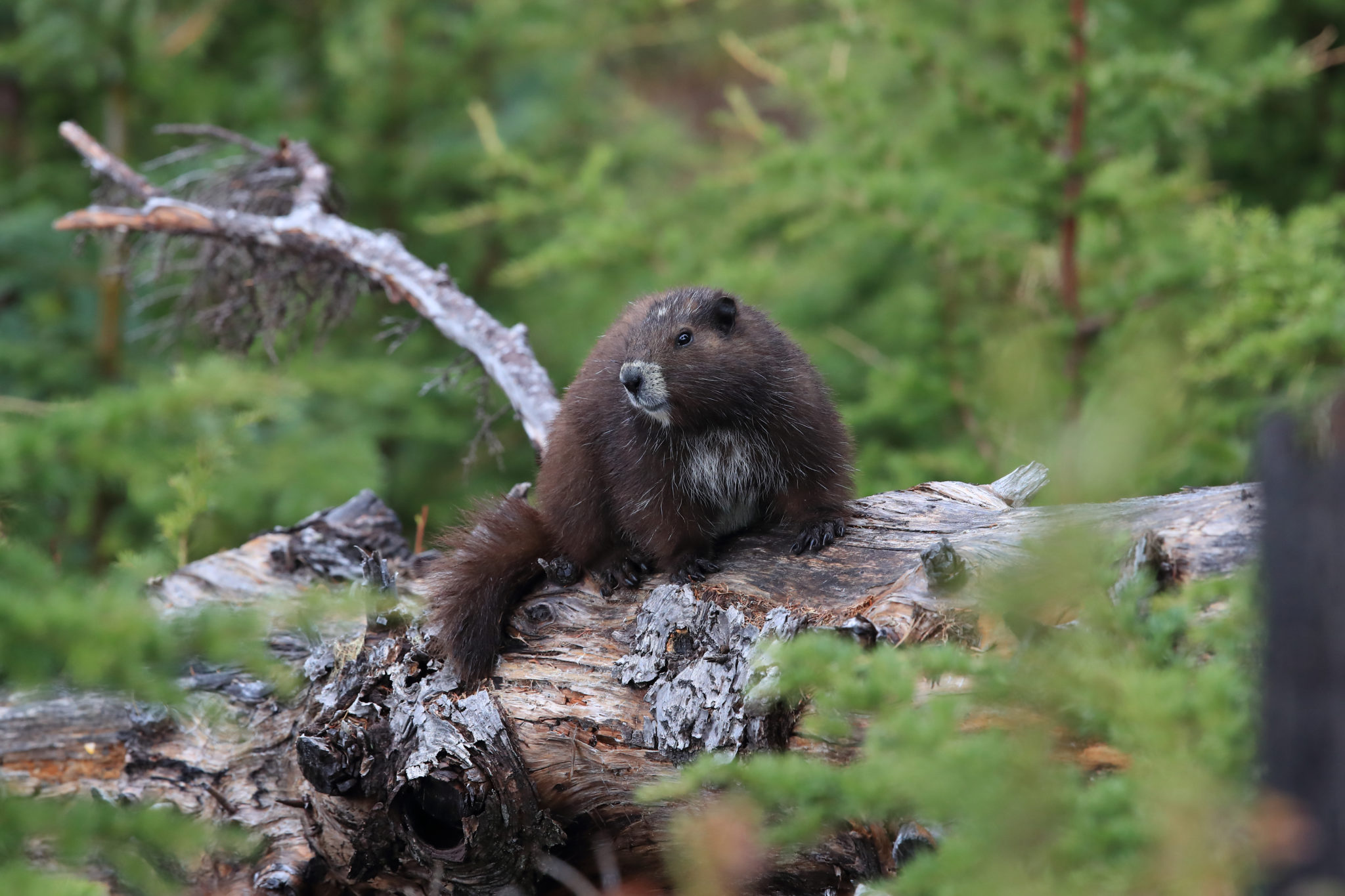 Vancouver Island Marmot