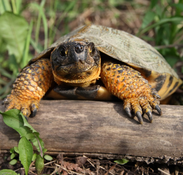 Wood turtle