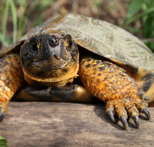 Wood turtle on a log