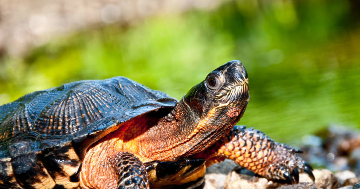 Wood turtle