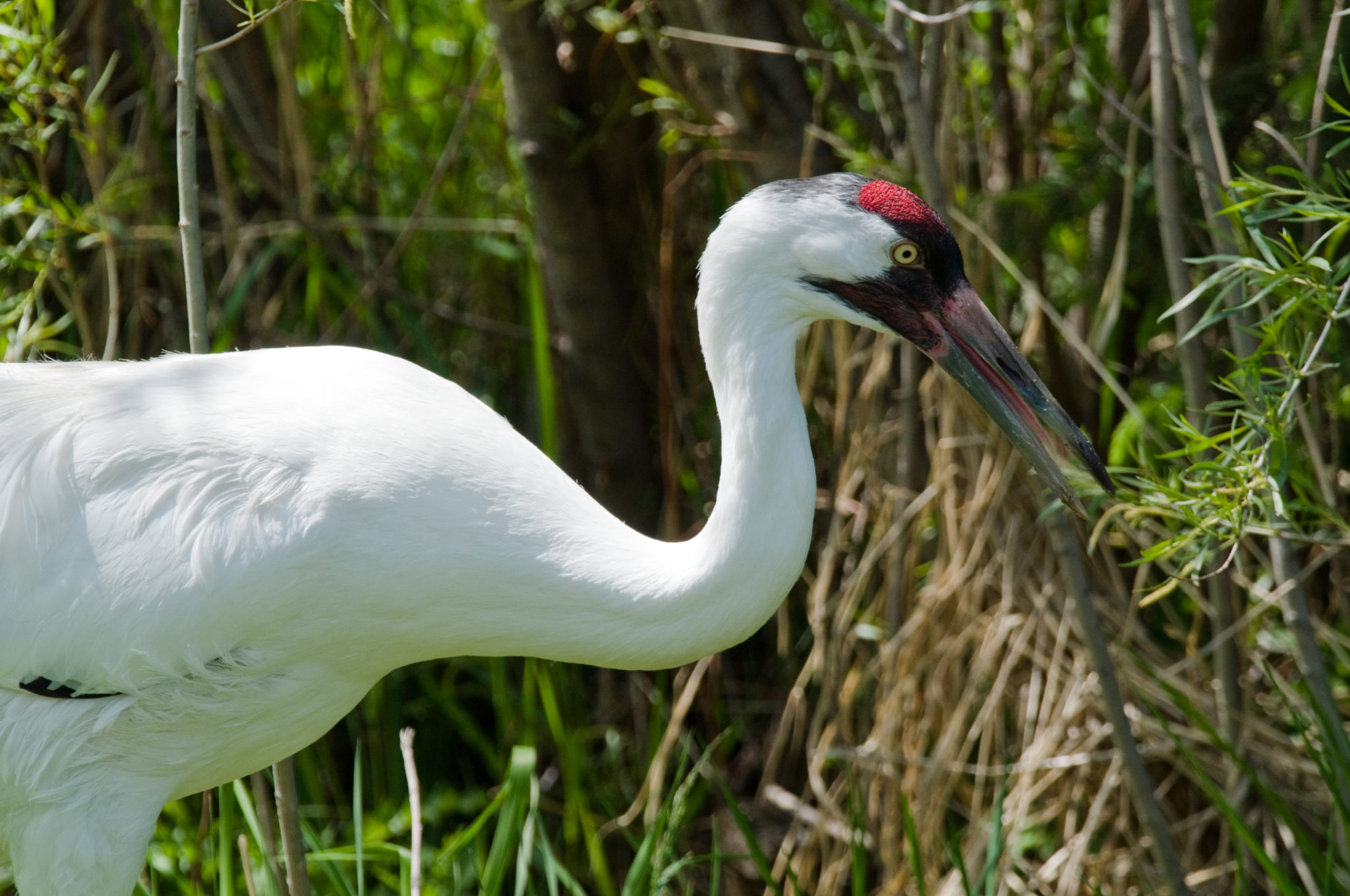 Whooping Crane