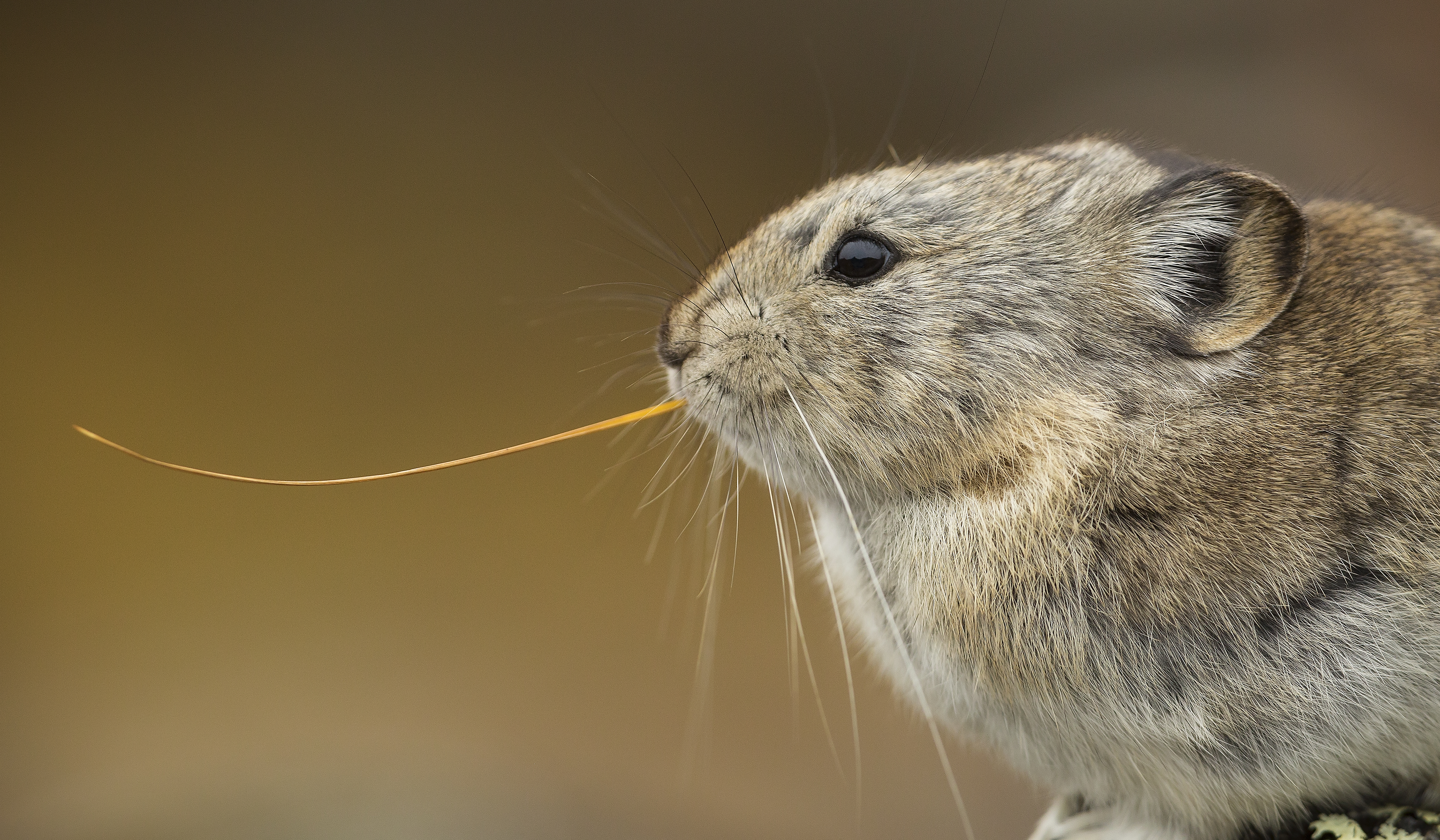 Collared Pika