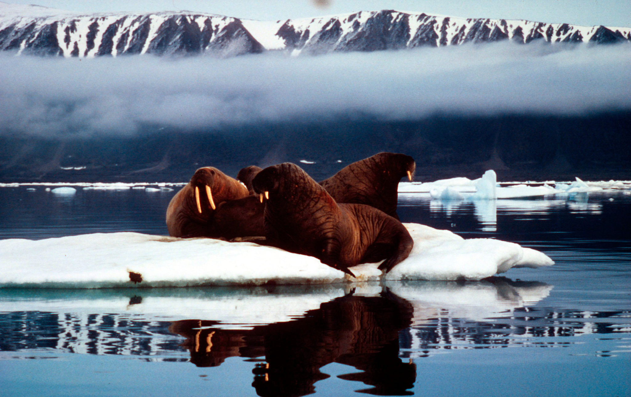 Walrus (Odobenus rosmarus)