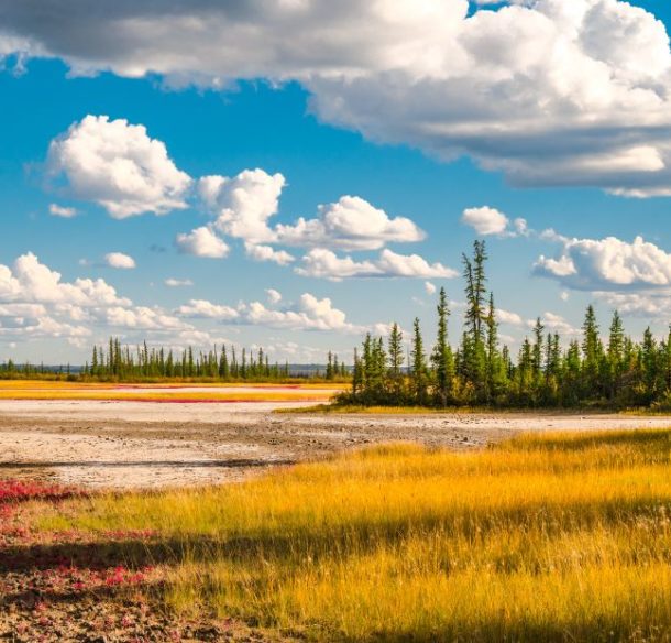 Wood Buffalo national park