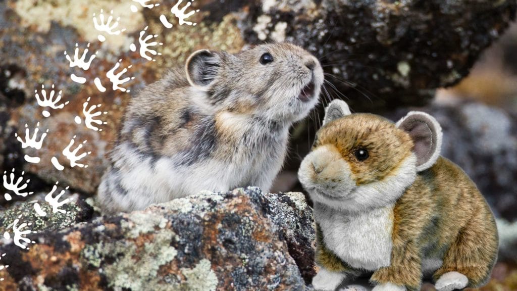 Un pica à collier perché sur un rocher au Yukon, Canada.