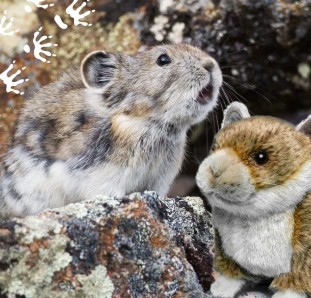 Un pica à collier perché sur un rocher au Yukon, Canada.