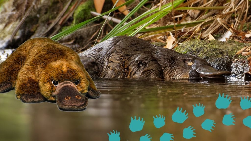 : A platypus on the water’s edge with platypus plush