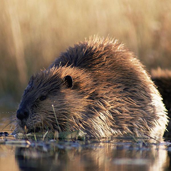 North American beaver