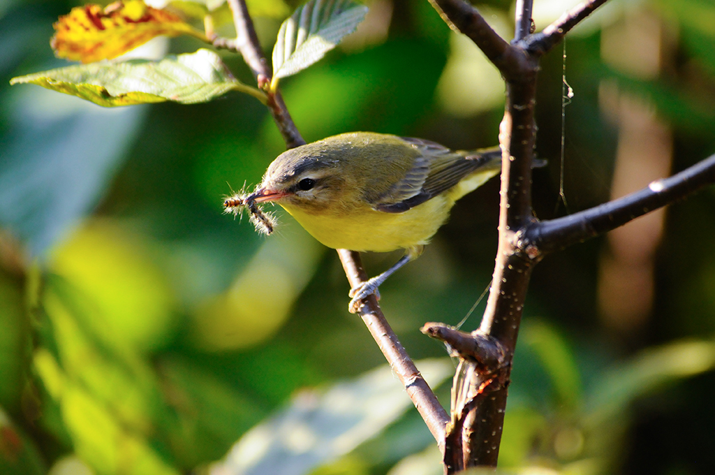 A Philadelphia vireo in the Georgian Bay area of Ontario, Canada. 