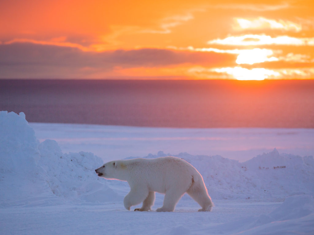Polar bear walking across the ice at sunset