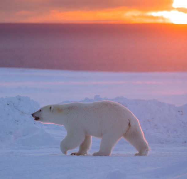 Polar bear walking across the ice at sunset