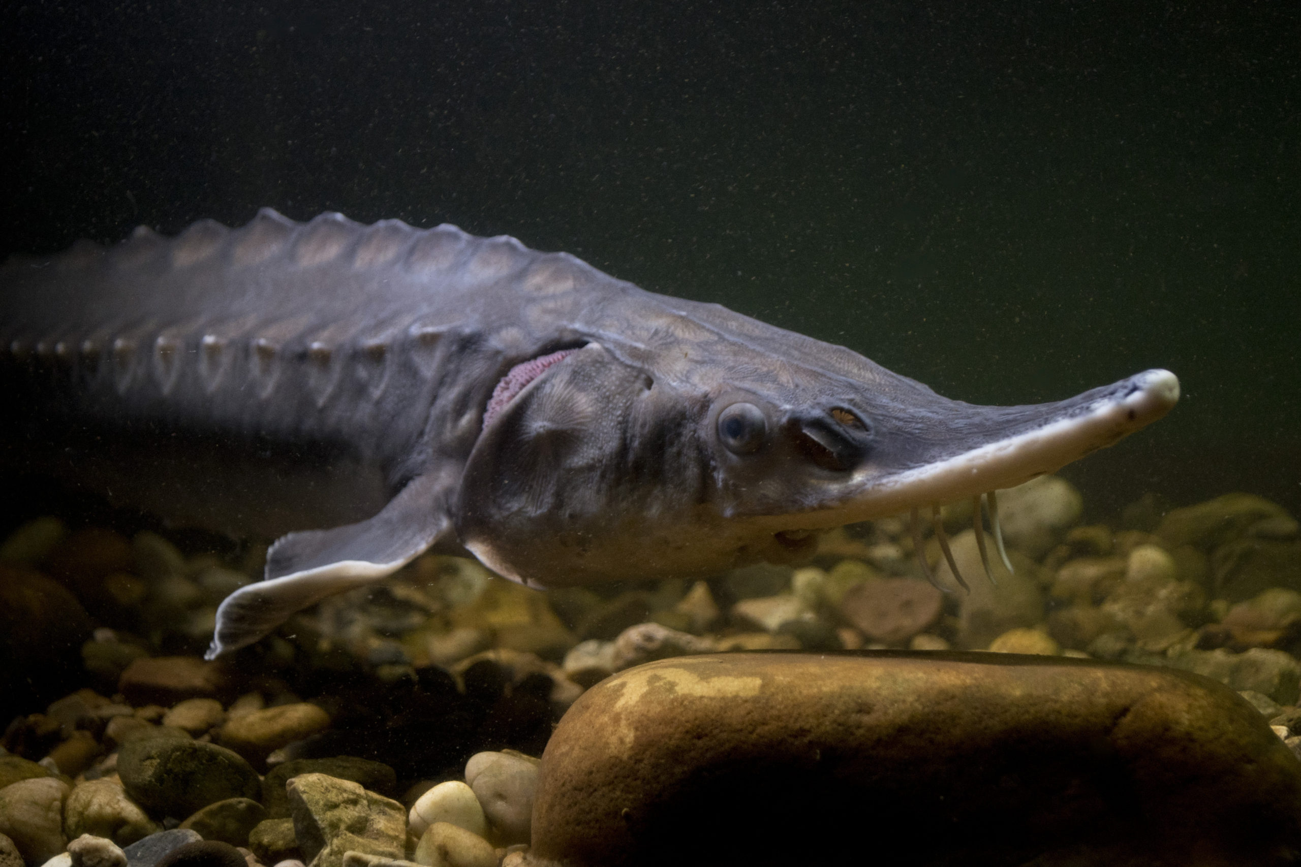 Atlantic Sturgeon