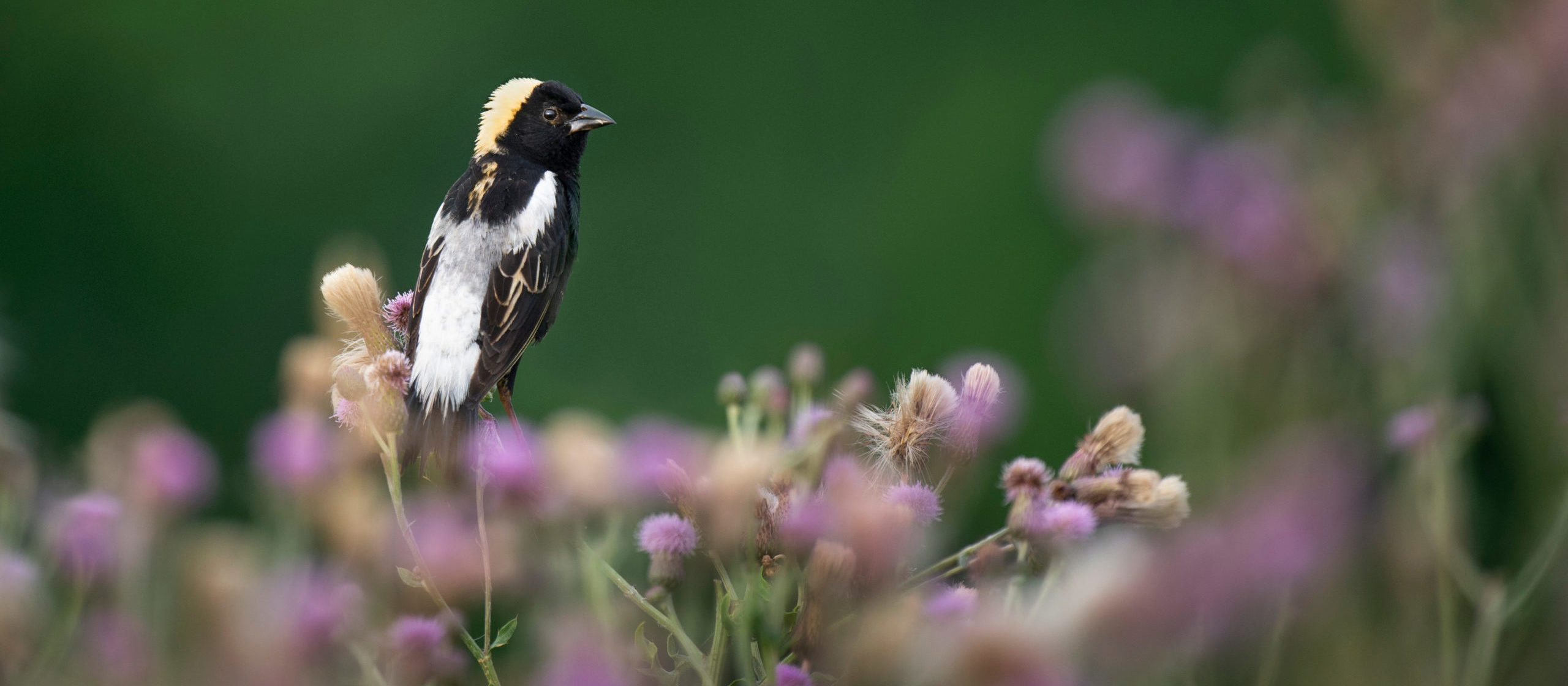 Bobolink on flowers