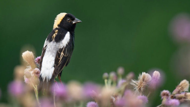 Bobolink on flowers