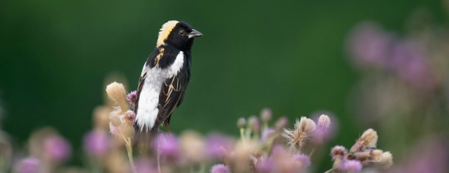 Bobolink on flowers