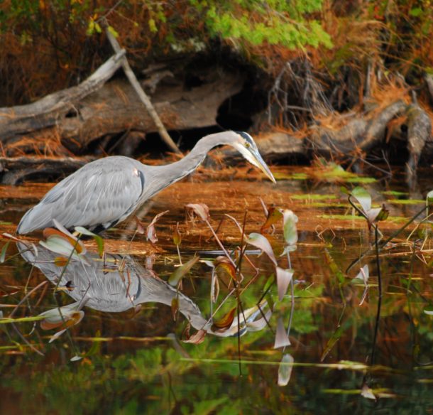 Great blue heron in wetlands