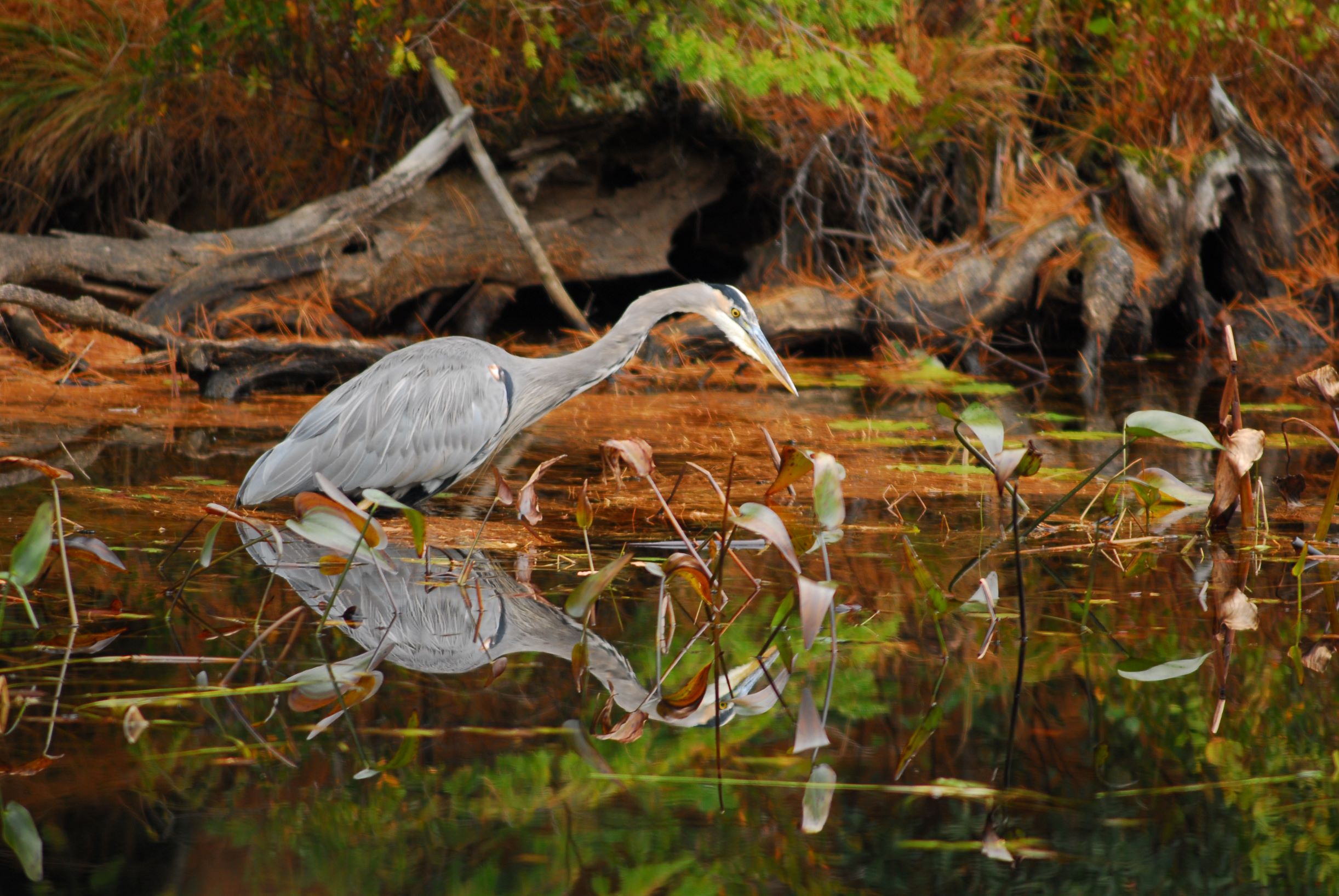 Great blue heron in wetlands