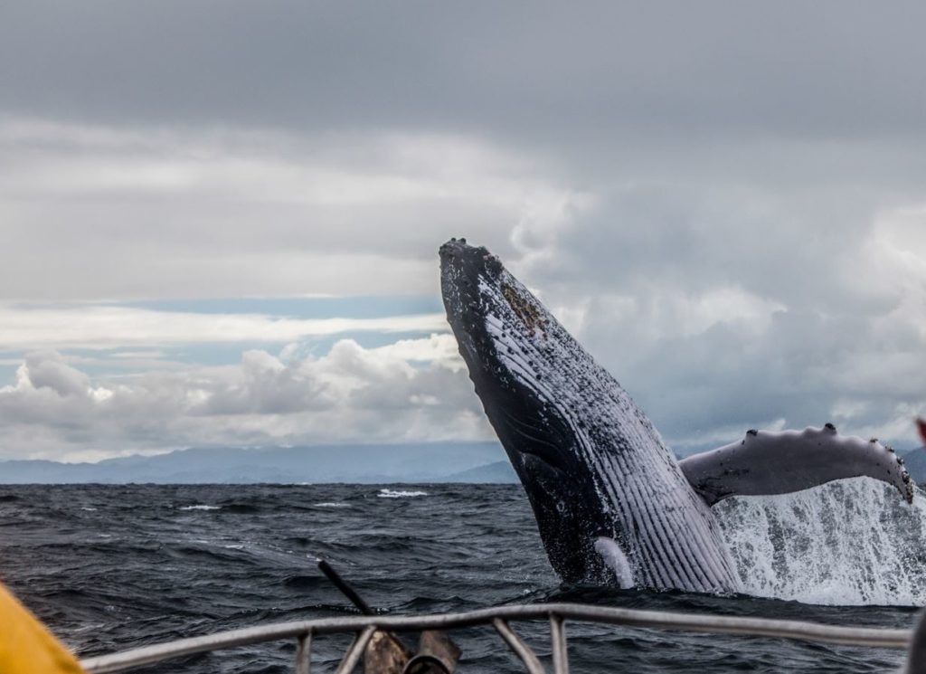 view of whale from boat