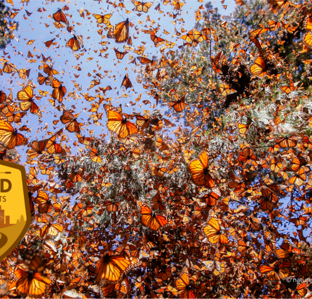 A sky full of monarch butterflies with the Go Wild School Grants badge