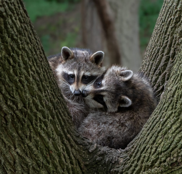 Raccoons in a tree