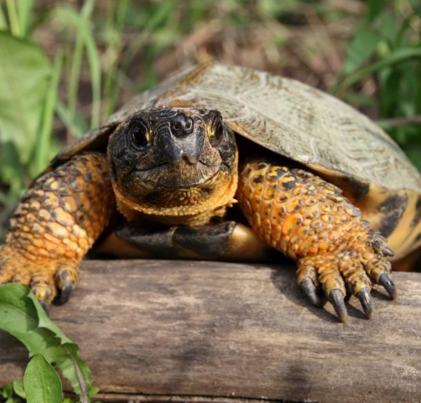 Wood turtle on a log