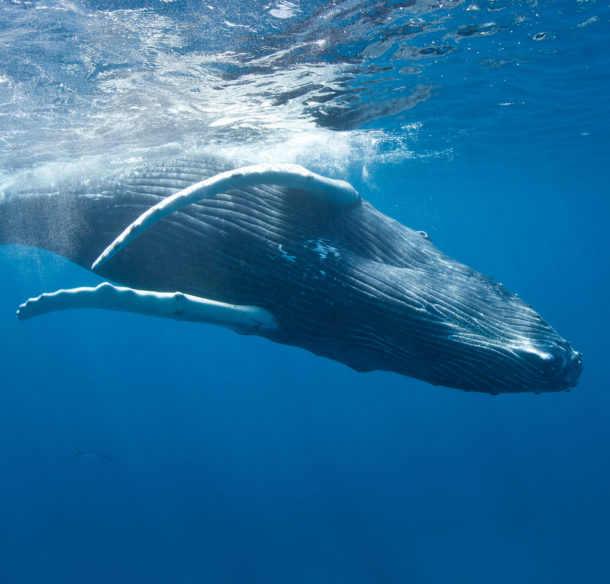 Humpback whale