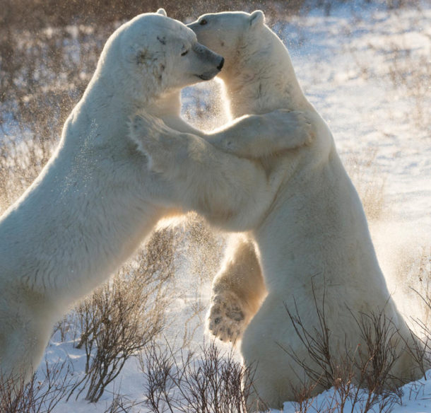 Two male polar bears (Ursus maritimus) sparring, Churchill, Canada