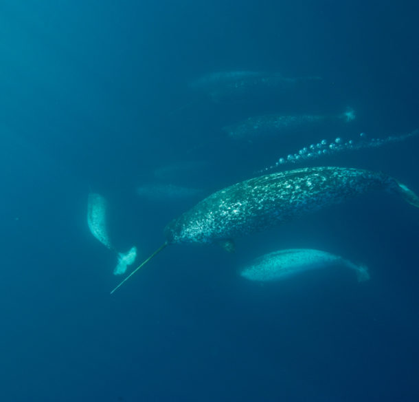 Male Narwhal (Monodon monoceros) gathering en masse to eat cod in the spring at the Arctic Bay floe edge in Lancaster Sound, Nunavut, Canada.