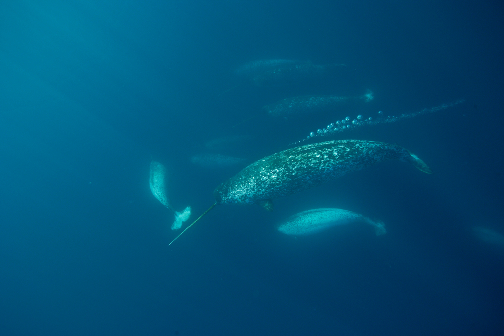 Male Narwhal (Monodon monoceros) gathering en masse to eat cod in the spring at the Arctic Bay floe edge in Lancaster Sound, Nunavut, Canada.