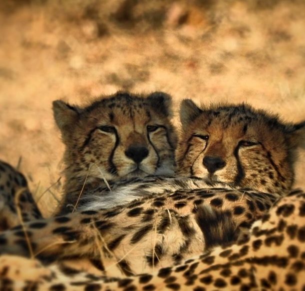 Two baby cheetahs resting during sunset in Mashatu Main Camp in Botswana.