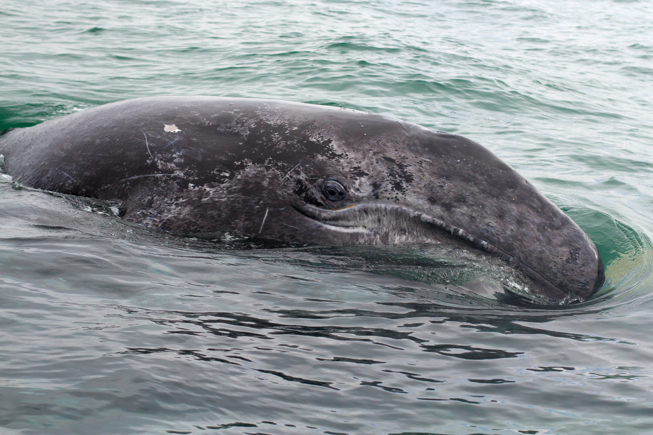 Gray whale baby