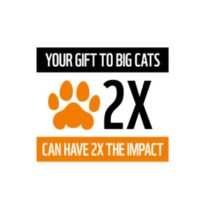 Your gift to big cats can have 2X the impact